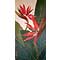 Birds of Paradise, watercolour paintings by Mary Ng