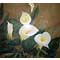 Callas, watercolour paintings by Mary Ng