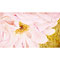 Closeup of Light Pink Flower, watercolour paintings by Mary Ng