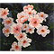 Light Pink Flowers, watercolour paintings by Mary Ng