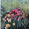 Multicoloured Tulips, watercolour paintings by Mary Ng