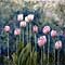 Pink Tulips, watercolour paintings by Mary Ng