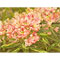 Pinkish Yellow Flowers, watercolour paintings by Mary Ng