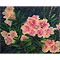 Pink Flowers with Green Leaves, watercolour paintings by Mary Ng