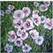 Purple flowers, watercolour paintings by Mary Ng
