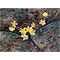Flowers Growing between Rocks, watercolour paintings by Mary Ng