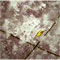 Golden Birch Trees, watercolour painting by Mary Ng