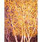 Golden Birch Trees, watercolour painting by Mary Ng