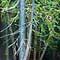 Dead Birch Trees, watercolour paintings by Mary Ng