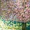 Cherry Blossom Tree, watercolour paintings by Mary Ng