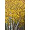Tall Golden Birch Trees, watercolour paintings by Mary Ng